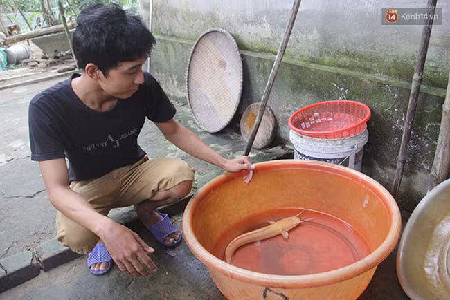 Theo anh Lợi, khi mới câu lên con cá trên có màu vàng óng ánh rất đẹp mắt nhưng khi thả vào chậu một thời gian màu sắc cơ thể dần nhạt đi. Đây cũng là con cá trê lạ được cho là cá trê vàng siêu hiếm Clarias cavernicola.