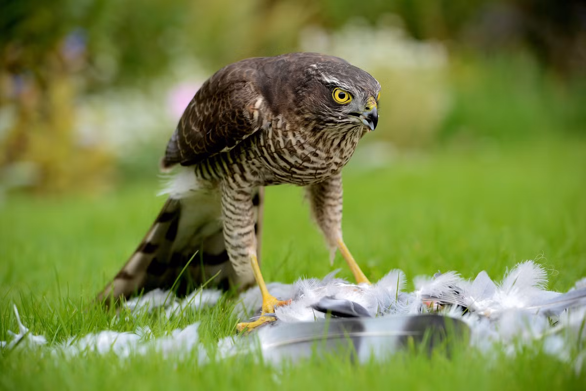 Chim cắt hỏa mai có tên tiếng Anh là Sparrowhawks, tên khoa học là Accipiter nisus, là một loài chim trong họ Ưng. (Ảnh: Saveoursidmouth)
