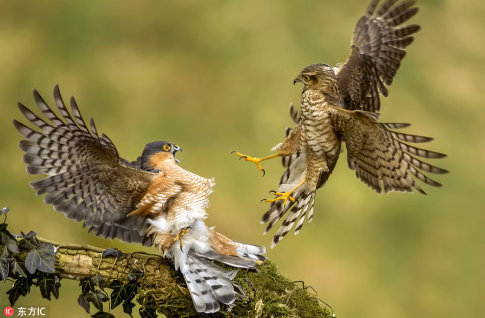 Được biết, những hình ảnh ấn tượng này được chụp tại Dumfries and Galloway, Scotland.