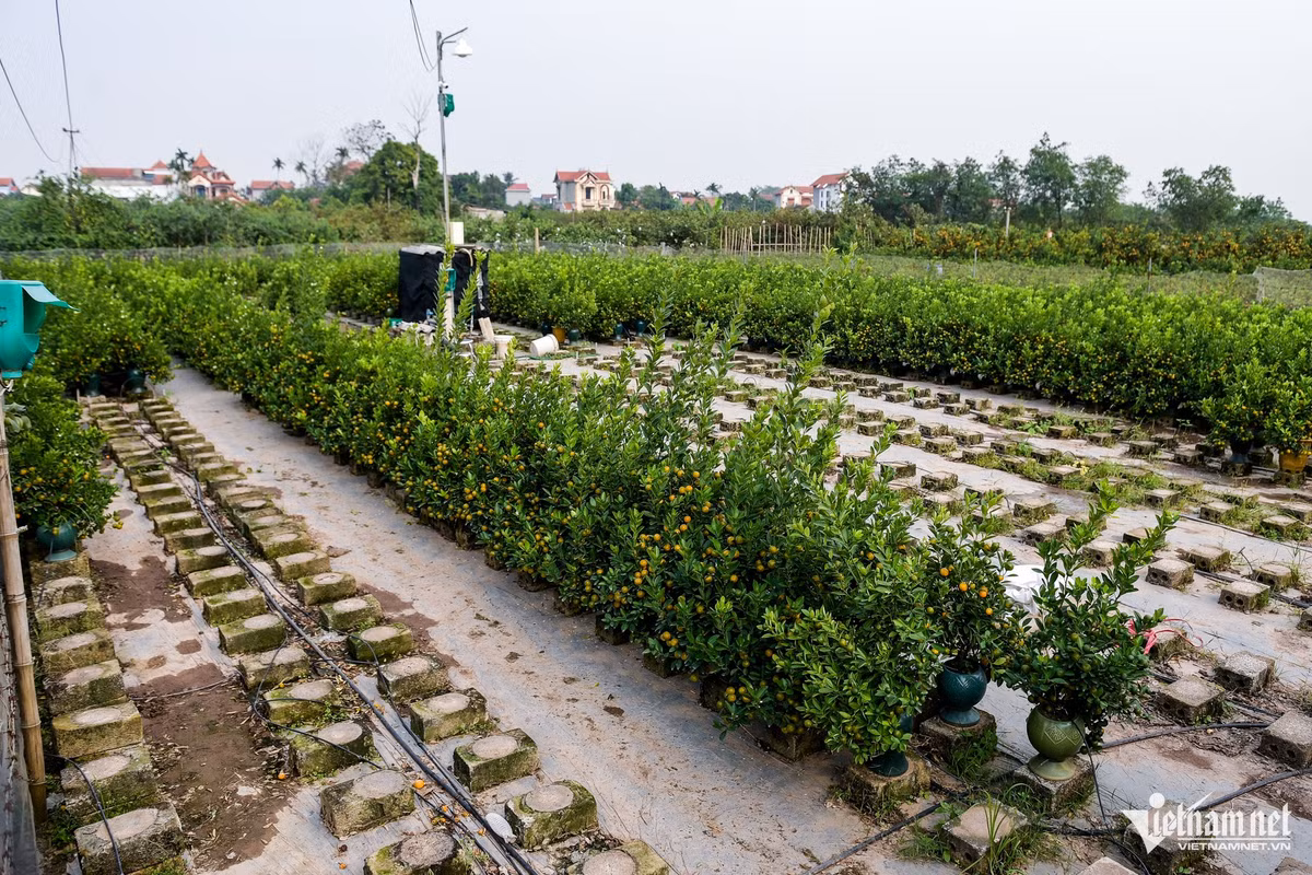 Thương lái lùng mua hết hàng, thủ phủ quất miền Bắc nghỉ Tết sớm - Hình 2 Thuong lai lung mua het hang, thu phu quat mien Bac nghi Tet som-Hinh-2