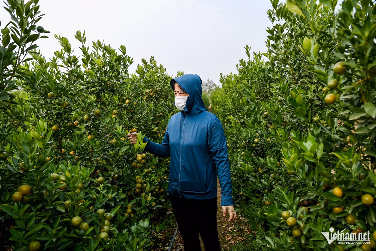 Thương lái lùng mua hết hàng, thủ phủ quất miền Bắc nghỉ Tết sớm Thuong lai lung mua het hang, thu phu quat mien Bac nghi Tet som