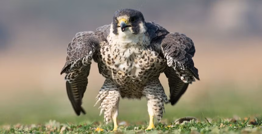 Chim ưng Peregrine có đôi cánh màu xanh lam và xám, những thanh màu đen trên lưng và phần dưới nhợt nhạt. Chúng có khuôn mặt trắng với một sọc đen trên mỗi má và đôi mắt to, đen.