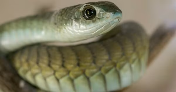 2. Rắn Boomslang có đôi mắt to ấn tượng, rắn Boomslang con non có đôi mắt màu xanh lục óng ánh tuyệt đẹp.
