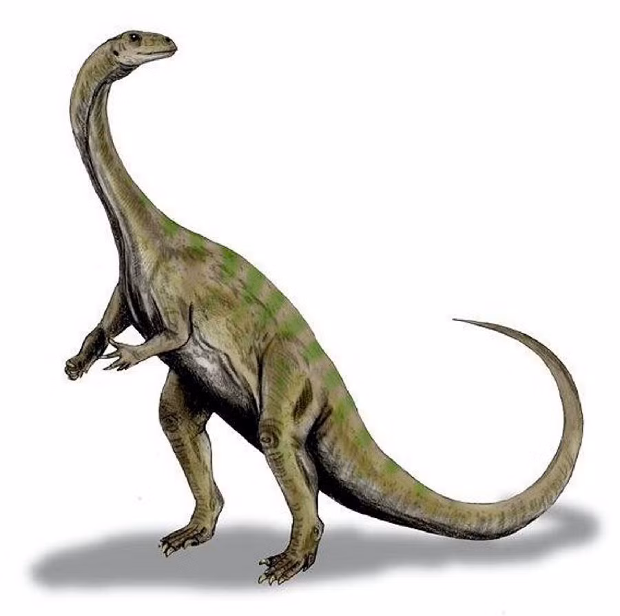 Với chỉ khoảng 75 kg, Massospondylus carinatus trở thành một "kẻ lạc loài" vào thời điểm sinh sống cách đây 195 triệu năm, khi kỷ Jura đang trỗi dậy với những con khủng long khổng lồ làm chủ thế giới.