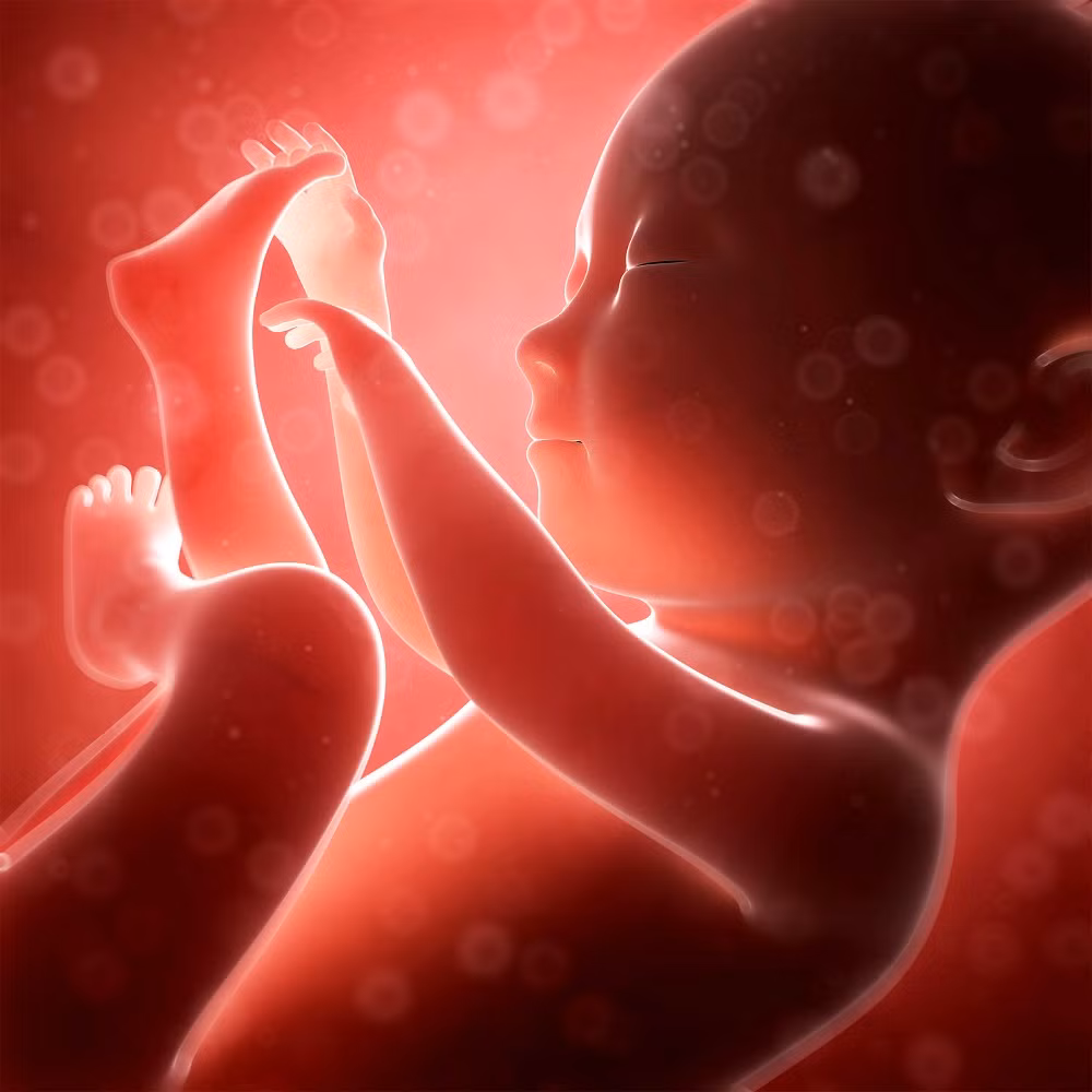 5. Các nhà khoa học phát hiện tế bào thai nhi có thể chữa lành tim của người mẹ. Đây là hiện tượng thú vị trong cơ chế tiến hóa: bào thai bảo vệ chính mình bằng cách bảo vệ tim của mẹ.