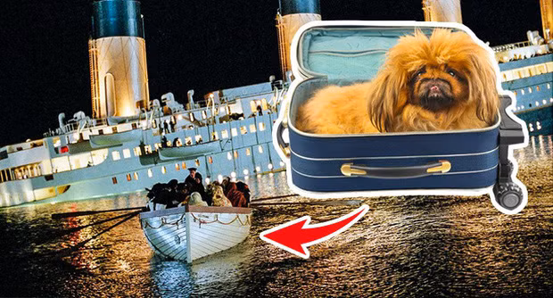 Nhưng ít ai biết rằng trên tàu Titanic còn có 12 chú chó, và 3 trong số đó cũng được cứu. Chúng đều là các giống chó nhỏ nên đã được chủ mang theo khi lên thuyền cứu hộ.