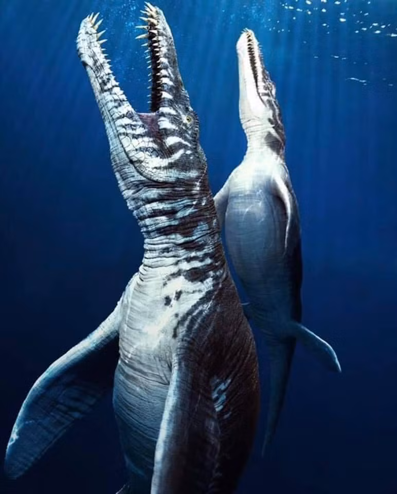 Liopleurodon có đầu to, cổ ngắn và phần thân thuôn gọn, chắc nịch. Răng chúng dài khoảng 20 cm, ba phần tư chiều dài răng là chân răng cắm sâu vào hàm, giúp chúng cắn rất mạnh.