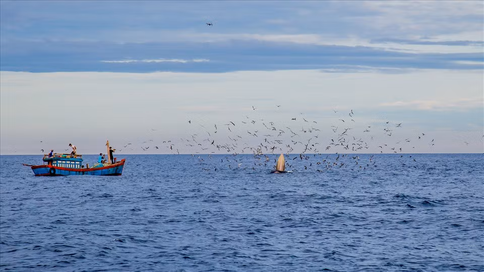Con cá voi lớn có chiều dài khoảng 15-16 mét, còn con cá voi nhỏ chỉ dài khoảng 10-12 mét. Hình ảnh của chúng khi há miệng lớn ngoi lên khỏi mặt biển để săn mồi đã tạo nên khoảnh khắc tuyệt vời, đậm chất hoang dã và độc đáo.