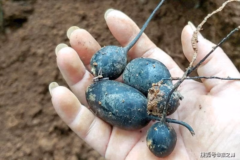 Loại nấm Wulingshen, hay còn được gọi là nhân sâm Wuling, là một loại nấm đặc biệt và quý hiếm được tìm thấy ở phía nam Trung Quốc.