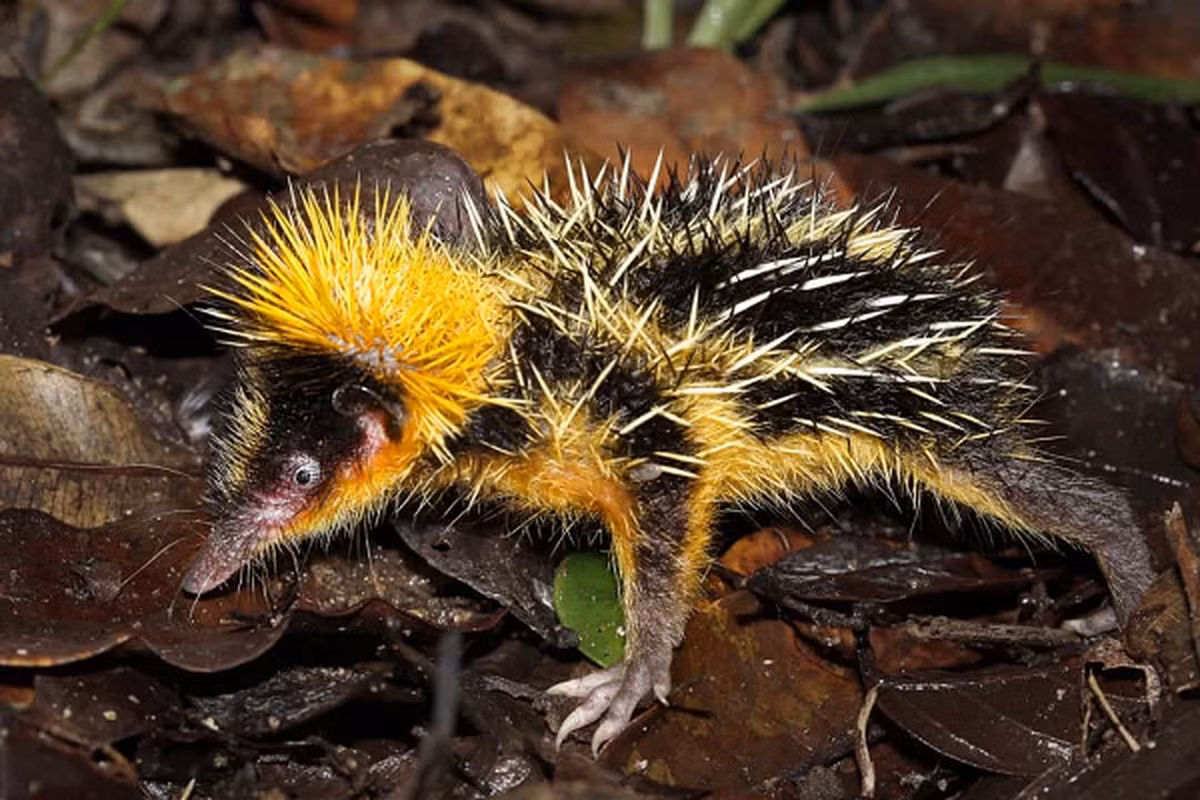 10. Nhím sọc vằn Lowland Streaked Tenrec là một loài động vật có vú thường được tìm thấy ở Madagascar. Nó là loài động vật có vú duy nhất có thể tạo ra những âm thanh tương tự như rắn đuôi chuông.