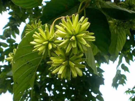 Hơn nữa, vào ngày 25/2/2022, một nghiên cứu đăng trên tạp chí PLOS Biology đã chỉ ra rằng camptothecin còn có khả năng kích hoạt chuỗi phản ứng ngăn cơn đói tự nhiên, đưa ra hy vọng mới trong việc phát triển liệu pháp chống béo phì.