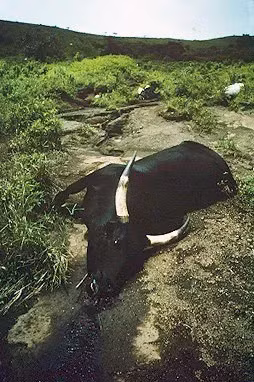 Ban đầu, một người đàn ông đi qua khu vực phát hiện ra những xác chết trên đường và trong làng.