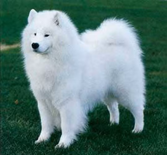 Giống chó Samoyed dễ thương này có giá 6.500 USD. Loài chó này thường được nuôi để chăn gia súc và kéo xe trượt tuyết. Đây là loại chó thân thiện, có hình dáng dễ thương, rất thích hợp để làm bạn với trẻ em.