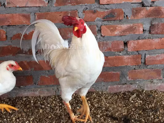 Anh Phạm Văn Tuấn, một chủ nuôi gà chín cựa lâu năm ở huyện Tân Sơn (Phú Thọ) cho rằng: “Tôi cũng từng nghe nói có giống gà chín cựa lông trắng (hay còn gọi là gà chín cựa bạch tạng) nhưng cũng chưa có cơ hội nuôi được. Đây là giống gà cực hiếm, nếu ai nuôi được thì người đó thực sự rất may mắn cần giữ lại và nhân giống cho mọi người cùng làm giàu”.