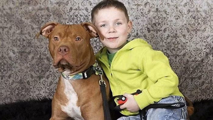 Chú chó Bulldog này vốn dĩ đã bị cho tiêm thuốc nhân đạo trợ tử, thế nhưng một người dùng mạng đã quyết định cứu chú chó này và mang nó về nhà nuôi, một tuần sau chú chó Bulldog đã cứu mạng chính đứa con trai nhỏ của chủ nhân.