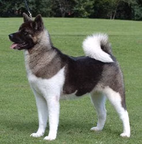 Giống chó Akita có nguồn gốc từ Nhật Bản và Mỹ. Chúng có giá 3.500 USD. Đây là loại chó to khỏe và trung thành.