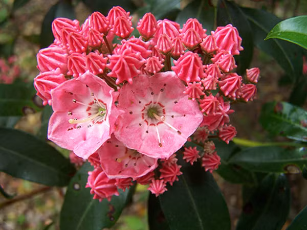 Nguyệt quế núi, tên khoa học là Kalmia latifolia, có màu hồng và trắng rất đẹp, nở rộ vào gần cuối mùa xuân. Đây là một loài hoa tiêu biểu cho những loài hoa đẹp xinh xắn đại diện cho bang Conneticut của Mỹ. Chúng cũng mọc ở khắp vùng phía đông nước Mỹ.