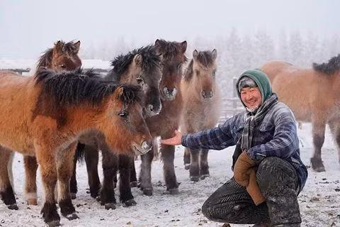 Giống ngựa lùn đặc trưng của vùng băng tuyết Yakutia