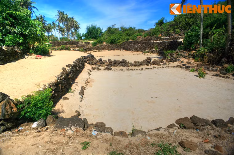 Do điều kiện đất đai cằn cỗi hơn nhiều so với đảo lớn, người dân đảo Bé Lý Sơn chỉ canh tác được một vụ tỏi mỗi năm.