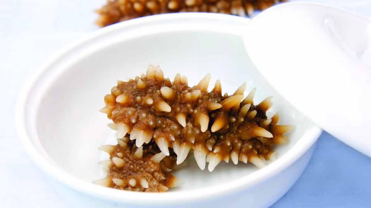 Được ví như “nhân sâm của đại dương”, hải sâm đặc sản vừa là một vị thuốc quý vừa là món ăn bổ dưỡng như chất đạm và các acid amin cần thiết cho cơ thể như tauri, glutamine, leucine, arginine, alanine, glycine.