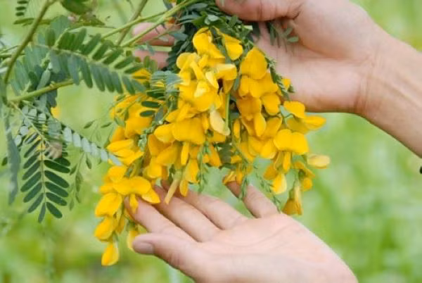 Bông điên điển không còn là món ăn của người nghèo theo quan niệm trước đây mà đã trở thành một trong những đặc sản được nhiều người ưa thích. Mỗi mùa nước nổi, món dưa chua bông điên điển cũng được nhiều người tìm ăn do vị ngon thanh của nó
