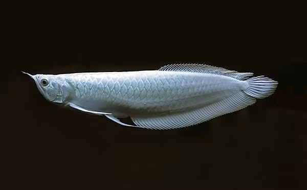 Đối với dân chơi sinh vật cảnh, việc sở hữu cá rồng quý hiếm là một cái thú, một sở thích ngấm vào máu.