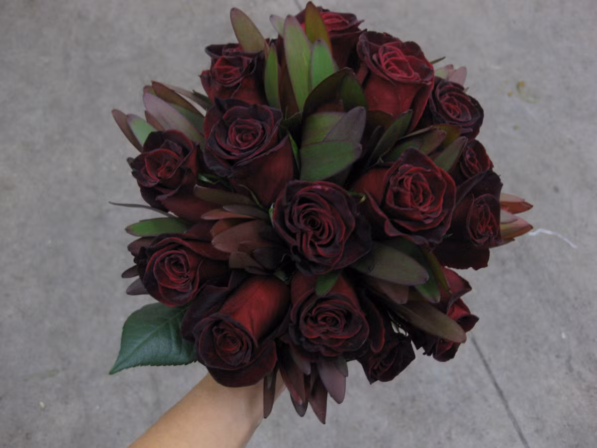 Thông thường, một số nhà vườn cũng rao bán cây giống hồng đen Baccara, tùy vào tuổi cây, mà mức giá dao động từ 800.000 đồng đến cả triệu (cây cao khoảng 80cm).