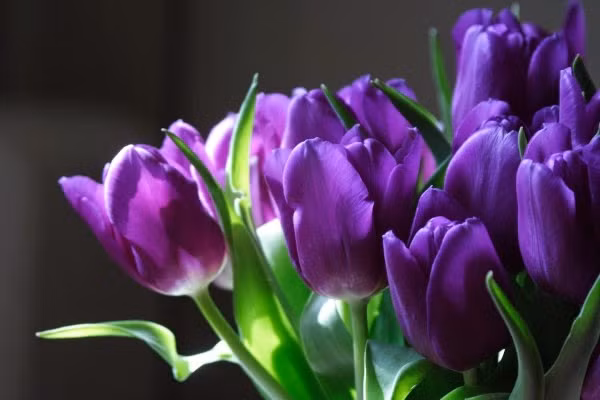 Tulip tím nhập khẩu từ Hà Lan tượng trưng cho hoàng gia và sự giàu có cũng được bán tại một số cửa hàng tại Phố Huế, Hai Bà Trưng (Hà Nội).