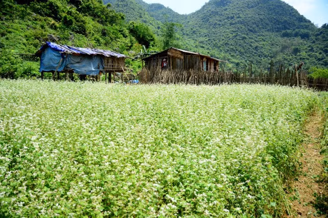 Tam giác mạch Thái Nguyên là dự án khai thác du lịch sinh thái để hỗ trợ kinh tế cho người dân ở đây. Hiện tại, khu vườn tam giác mạch đang thu hút các bạn trẻ là khu vườn trồng thí điểm tại nhà của một người dân trong vùng. Ảnh minh họa.