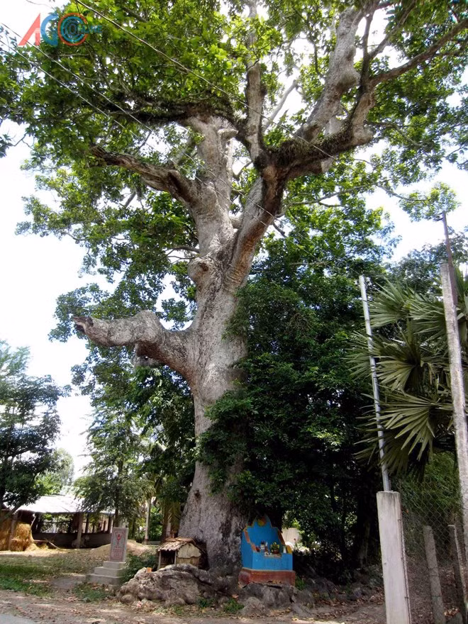 Cây gắn với lịch sử, đời sống văn hóa của người dân An Cư (Tịnh Biên). Cây có mặt từ khi người dân chưa đến đây sinh sống. Ảnh: Báo An Giang.