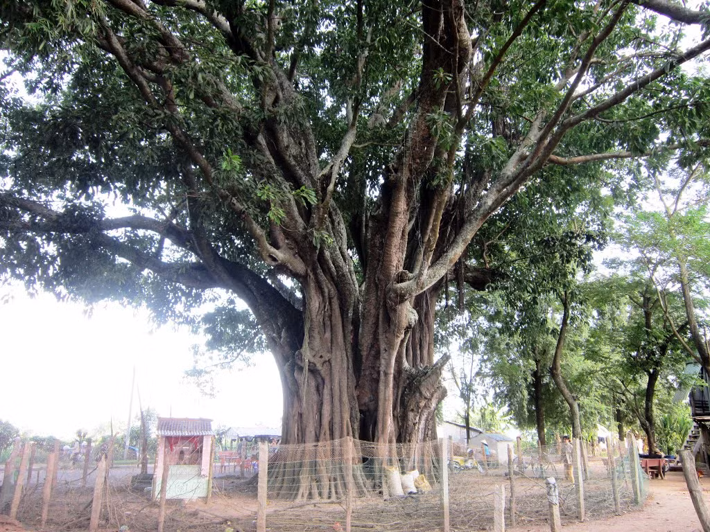Cây đa cổ thụ ở ấp 1, xã Khánh An, huyện An Phú, tỉnh An Giang được mệnh danh là "Ông cây" với tuổi đời trên 300 tuổi. Cây có độ che phủ rộng khoảng 2.000m2, cao hơn 50 mét, gốc cây có bề hoành rộng tới 25m. Đây được xem là cây đa cổ nhất ở ĐBSCL và cả nước. Ảnh: Panoramio.