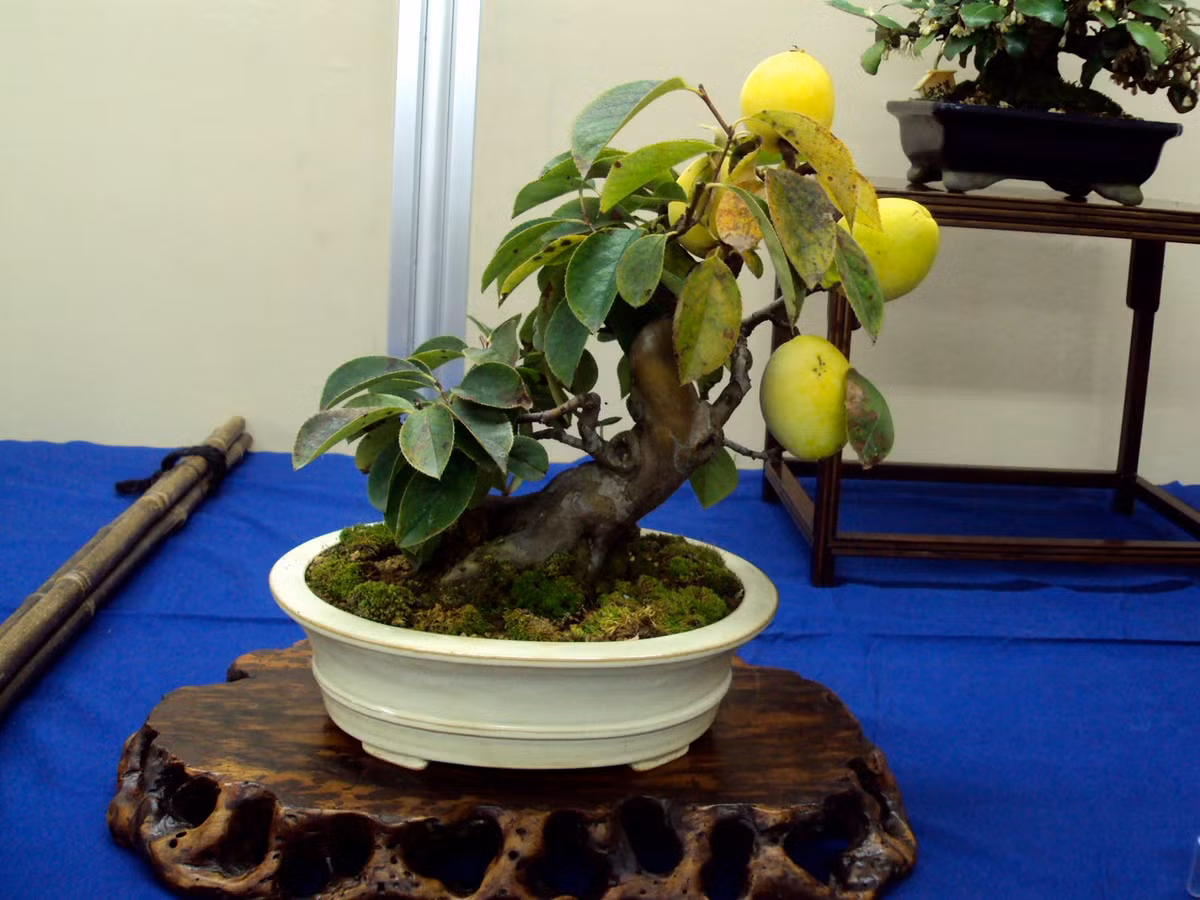 Các loại cây như chanh, dâu, sori, táo... đều phù hợp để trồng vào chậu cảnh, với diện tích đất hạn hẹp.
