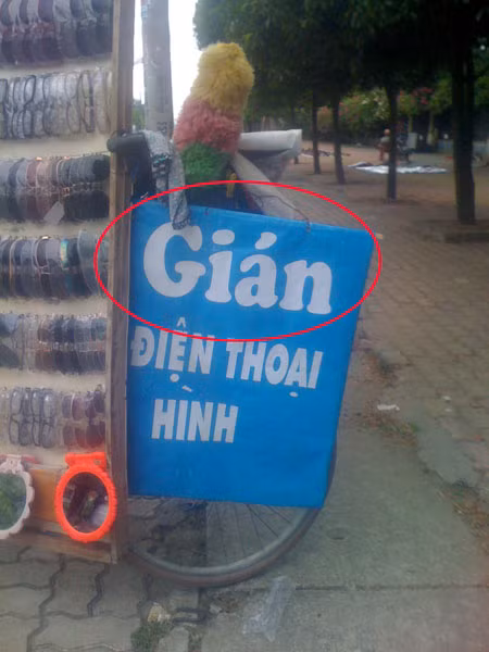 Loài "gián" được nhắc đến trong tấm biển quảng cáo sai lỗi chính tả này.