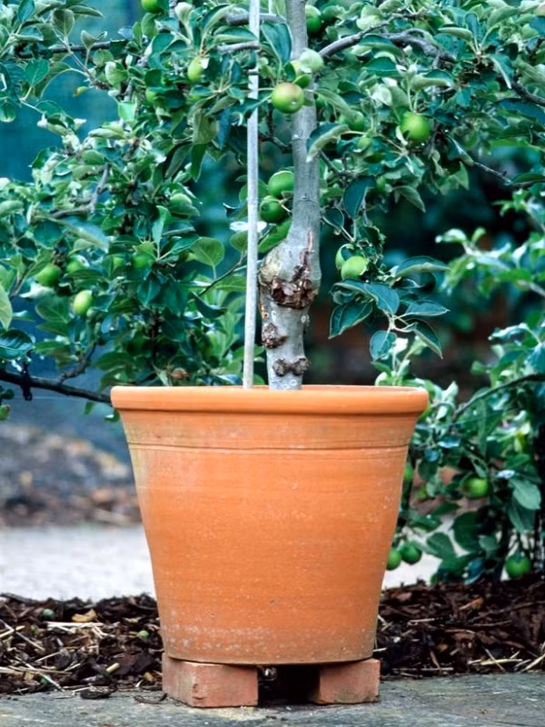 Trên đường Hoàng Hoa Thám (Hà Nội), bạn dễ dàng tìm được một cây chanh cao khoảng 80cm, đã ra nhiều trái để trồng trong chậu. Giá chanh dao động từ 50.000 - 100.000 đồng (tùy độ cao, dáng cây và trái).