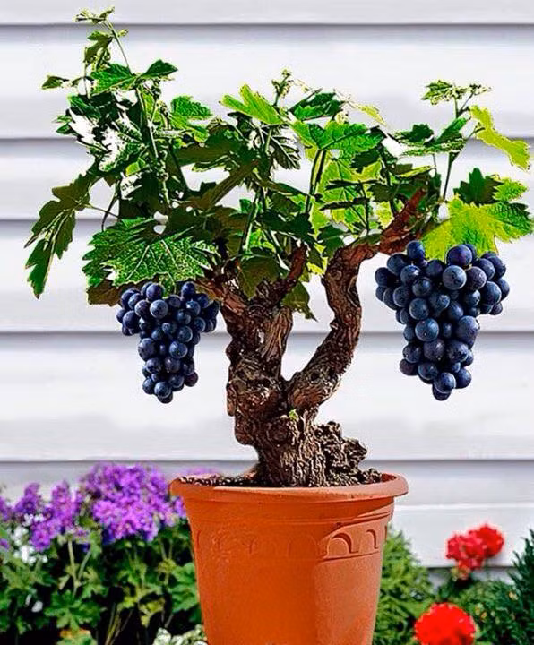 Một số giống cây có thể trồng cảnh trong chậu như nho, táo, cherry, đu đủ, cam quýt.