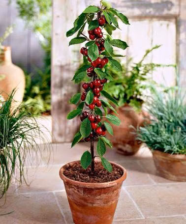 Cherry trồng chậu đẹp và lạ mắt. Trên thị trường, các shop hạt giống online cũng rao bán loại hạt cherry lùn trồng chậu với giá 35.000 đồng/gói.