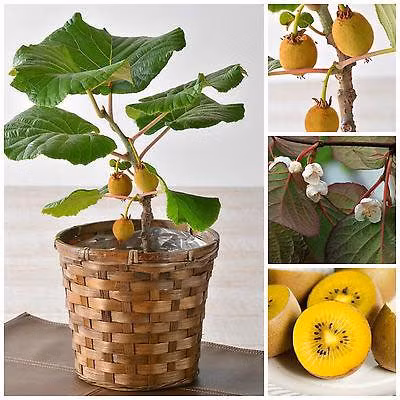 Kiwi lùn trồng cảnh rao bán hạt giống với giá khá đắt đỏ 20.000 đồng/hạt.
