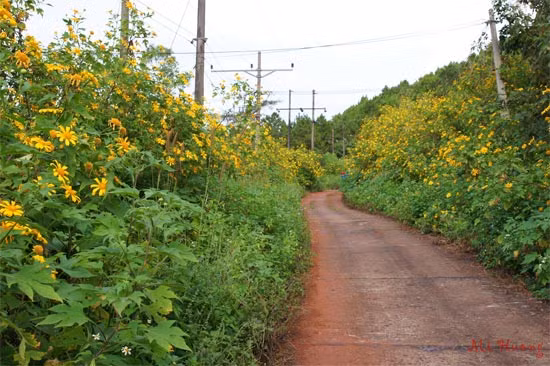Đến núi Hàm Rồng - Pleiku (cách thành phố Pleiku khoảng 7km), du khách cũng có thể chiêm ngưỡng loài hoa này.