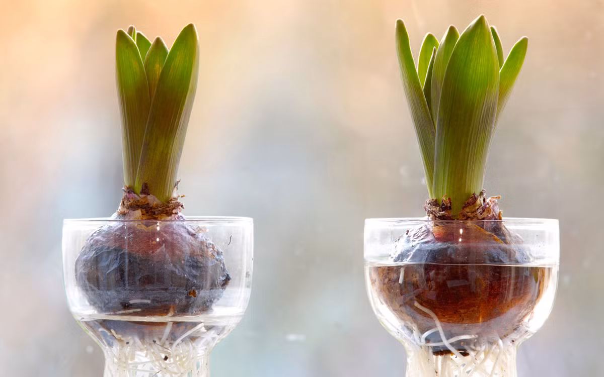 Cách đơn giản đầu tiên để trồng tulip tại nhà đó là trồng chúng trong nước. Bạn chỉ cần đặt củ tulip trong chậu thủy tinh có nước sạch, rễ cây sẽ mọc nhanh và củ lên lá.