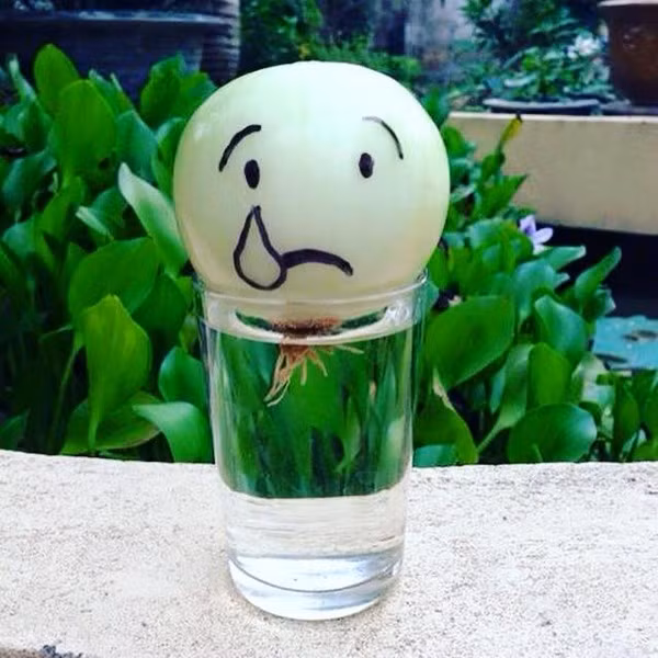 Bạn có thể lột nhẹ lớp vỏ ngoài của hành tây và đặt chúng vào cốc nước thủy tinh. Phần rễ chạm nước, hành tây nên ngập từ 1/3 thân củ vào nước.