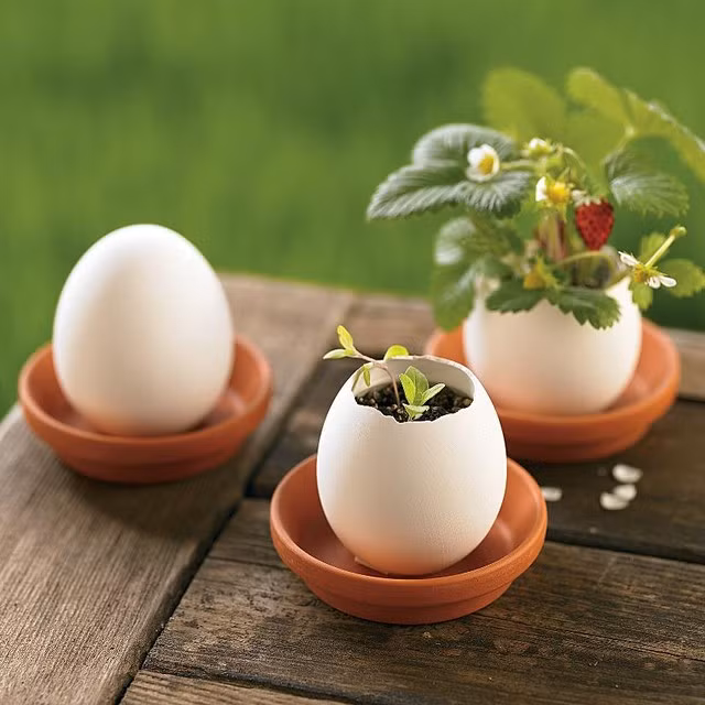 Tùy sở thích, dâu tây có thể trồng vào vỏ trứng, bình gốm, chậu hoa... để trang trí không gian sống.