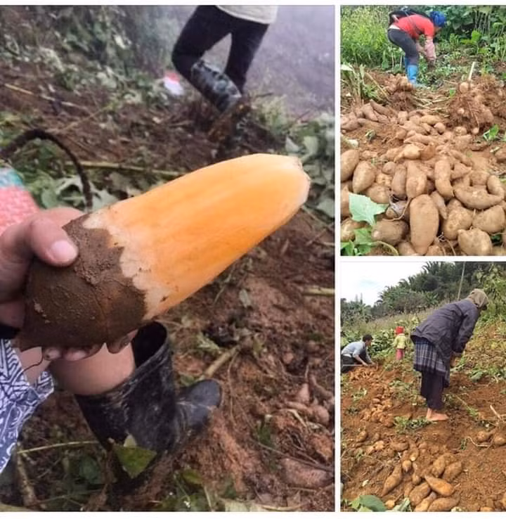 Trong Đông y, củ sâm đất được thu hoạch từ những cây sâm đất đã trưởng thành còn được coi là một vị thuốc quý, rất đáng được sử dụng để phòng chữa bệnh và nâng cao sức khỏe.