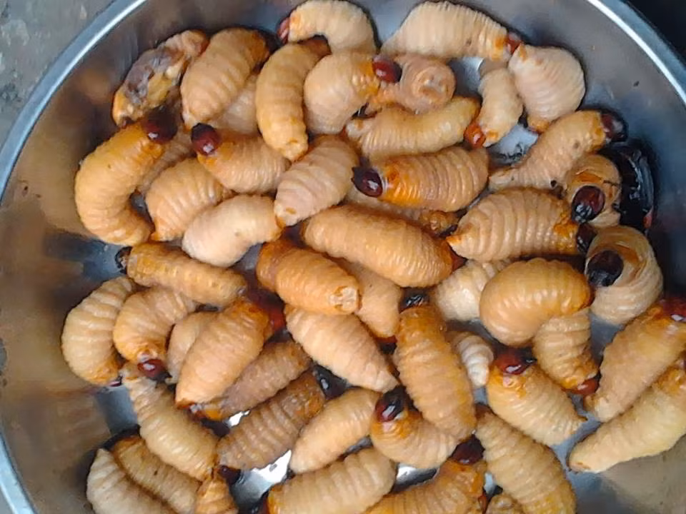 Đuông dừa lăn bột chiên cũng là món ăn được nhiều người yêu thích. Trước khi chiên, đuông được dội sơ nước sôi cho sạch, sau đó cho vào bột mì, trứng gà, tiêu, muối trộn cho dính đều bột, để dầu nóng rồi bắt đầu chiên. Đuông chiên ngon là chiên trên lửa nhỏ, khi chín có màu vàng nhạt.