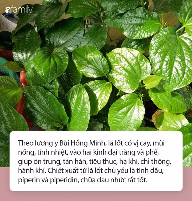 Ăn lá lốt chữa đau nhức xương khớp nhưng cần lưu ý điều gì khi ăn? An la lot chua dau nhuc xuong khop nhung can luu y dieu gi khi an?