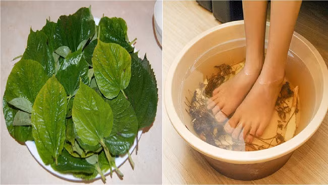 Ăn lá lốt chữa đau nhức xương khớp nhưng cần lưu ý điều gì khi ăn? - Hình 3 An la lot chua dau nhuc xuong khop nhung can luu y dieu gi khi an?-Hinh-3