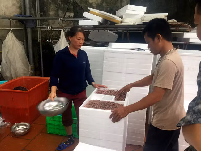 “Để rươi luôn tươi sống, trước khi đưa vào các ngăn xốp cần phải tắm qua nước mát. Sau đó chia ra mỗi ngăn xuống từ 2,5 – 4 kg/ hộp, thêm nước lạnh khoảng 7-8 độ, kèm theo đó là ngăn đá bên trên” – chị Oanh nói.