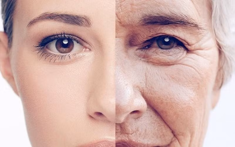 Chăm sóc da, làm đẹp, chống lão hóa: Mộc nhĩ đen có thể loại bỏ các gốc tự do khỏi chuyển hóa da một cách hiệu quả, từ đó có thể đóng vai trò quan trọng trong việc chăm sóc da và chống lão hóa.
