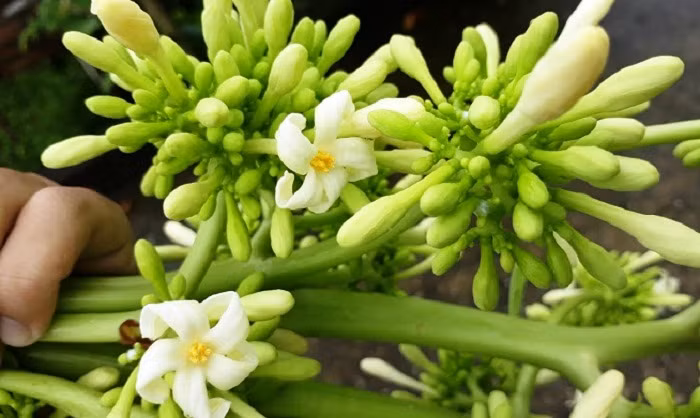 Cách chế biến món hoa đu đủ xào tỏi không hề khó, điều quan trọng của món xào tỏi đó là việc lựa chọn các loại gia vị chế biến sao cho phù hợp thì món ăn mới có được hương vị hài hòa, thơm ngon và hấp dẫn.