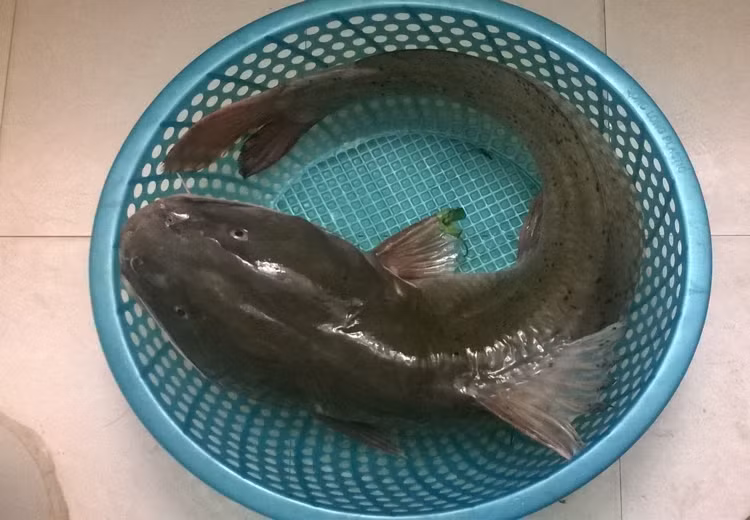 Ngoài giá trị dinh dưỡng cao, thịt cá lăng sông Đà còn có một ưu điểm vượt trội khác là không có xương dăm. Bởi vậy, cá lăng được chế biến thành rất nhiều món ăn khác nhau.