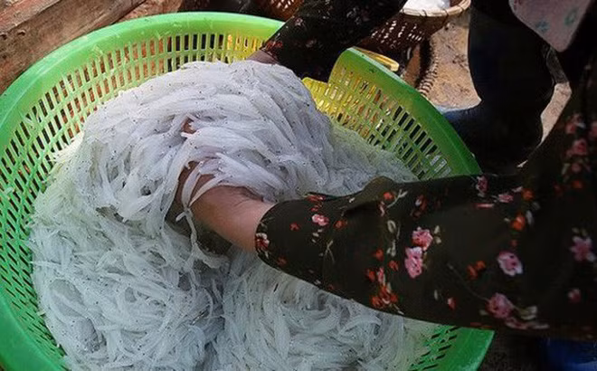 Người dân địa phương ví cá thủy tinh như là đặc sản hiếm có, bởi vì mỗi năm loài cá này chỉ xuất hiện một lần ở lòng hồ sông Đà vào khoảng tháng 4-5 trong thời gian cực kỳ ngắn, rất ít người được thưởng thức hương vị của loài cá hiếm này.
